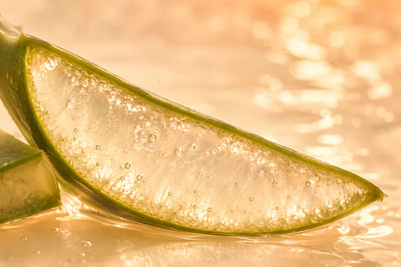 An aloe leaf cross-section showing clear gel beneath green skin.