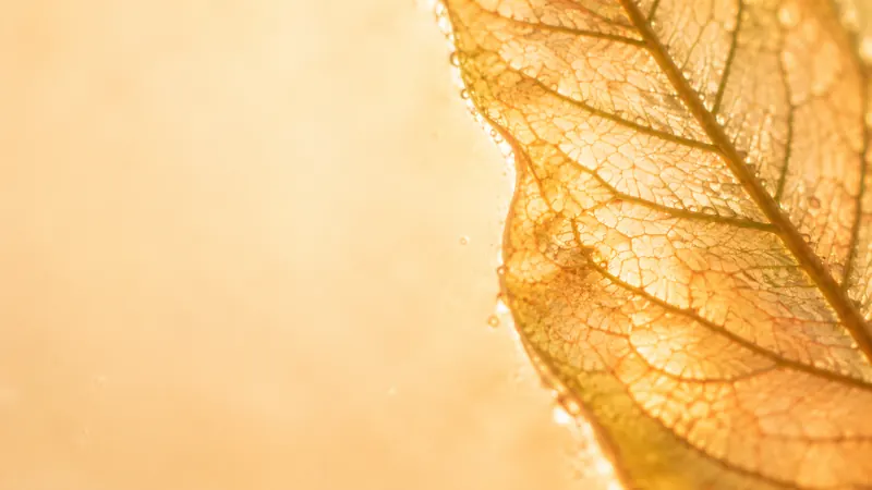 A delicate skeleton leaf glowing gold in soft light.